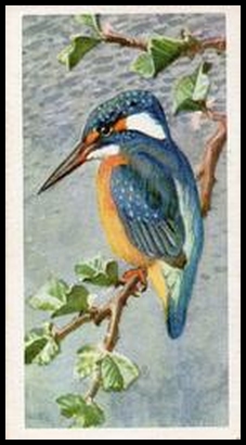 24 Kingfisher